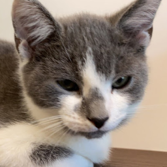 Meet your Posher, Alexander - Picture 1 of 1